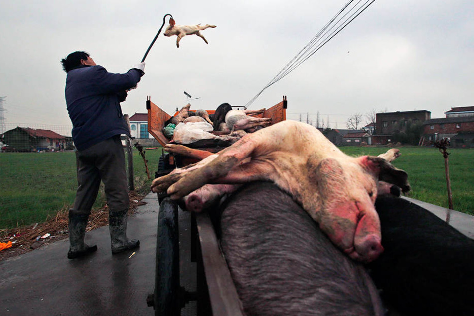 Die Schweineteile lagen auf dem Moschee-Gelände. (Symbolbild)