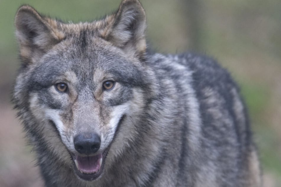 Ein Wolf in einem Tiergehege. Das Foto von der Wildkamera wurde zunächst nicht veröffentlicht.