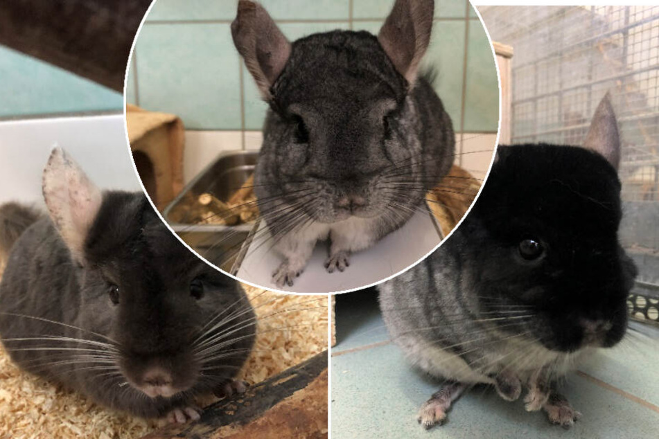 Die Chinchilla-Gruppe hofft endlich auf ein neues Zuhause.