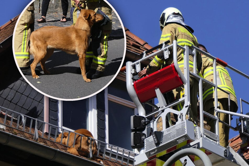 Hund nach Taubenjagd auf Hausdach gefangen - Feuerwehreinsatz!