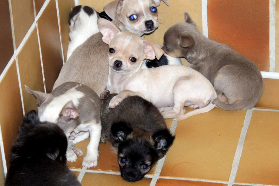 Die gefundenen Hunde- und Katzenbabys befanden sich in einem erbärmlichen Zustand.
