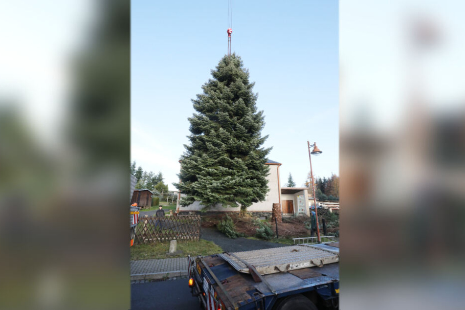 Die 50 Jahre alte und 20 Meter hohe Tanne hängt an einem Kranseil.