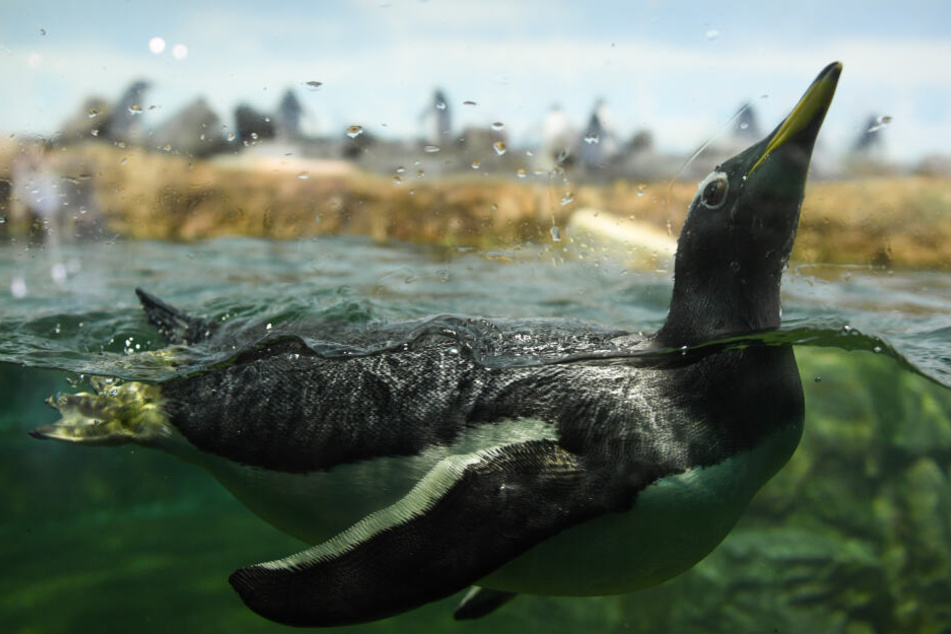 Ein Eselspinguin schwimmt durch seine Anlage im Frankfurter Zoo.