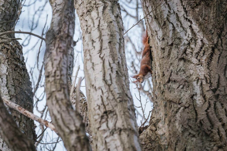 Noch am Montag hatten Ermittler Zeugen gesucht, die Hinweise zu dem verschwundenen Baum geben konnten (Symbolbild).