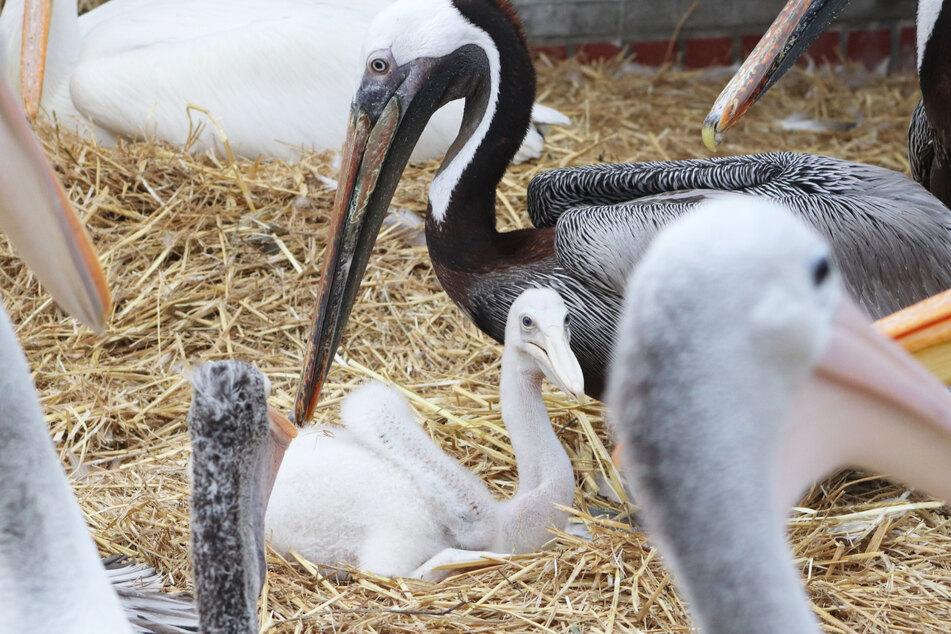 Berlin: Queeres Elternglück im Berliner Zoo: Pelikan-Männer adoptieren Küken
