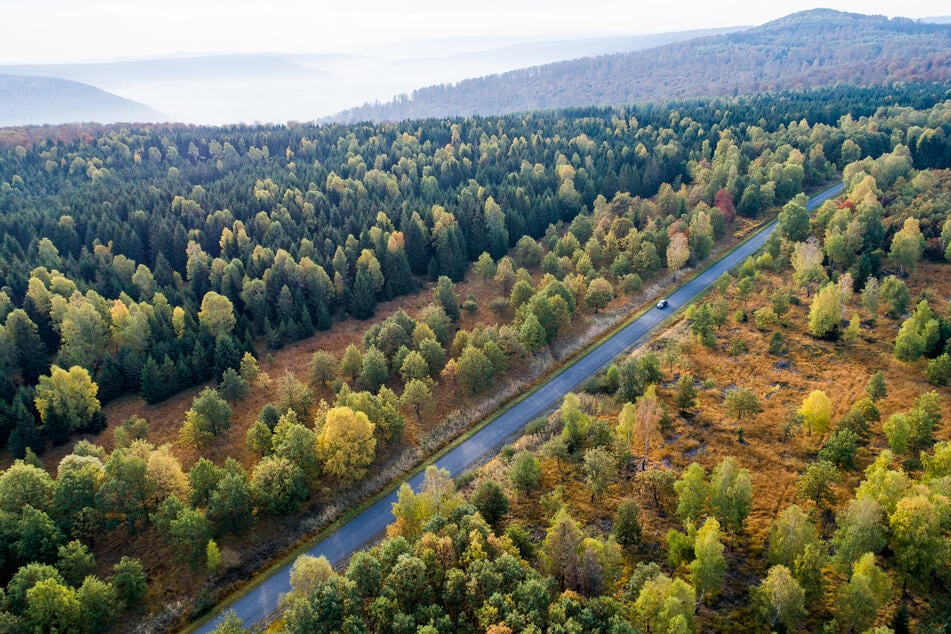 Lust auf einen Waldspaziergang? Der nordhessische Reinhardswald bietet sich an.