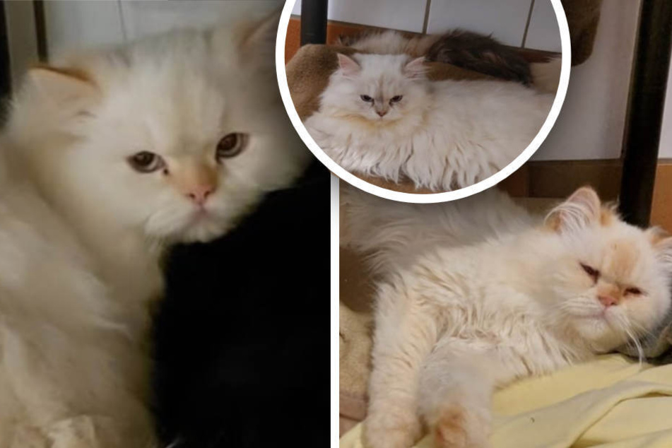 25 Rasse-Katzen landen im Tierheim: Pfleger haben sofort einen Verdacht