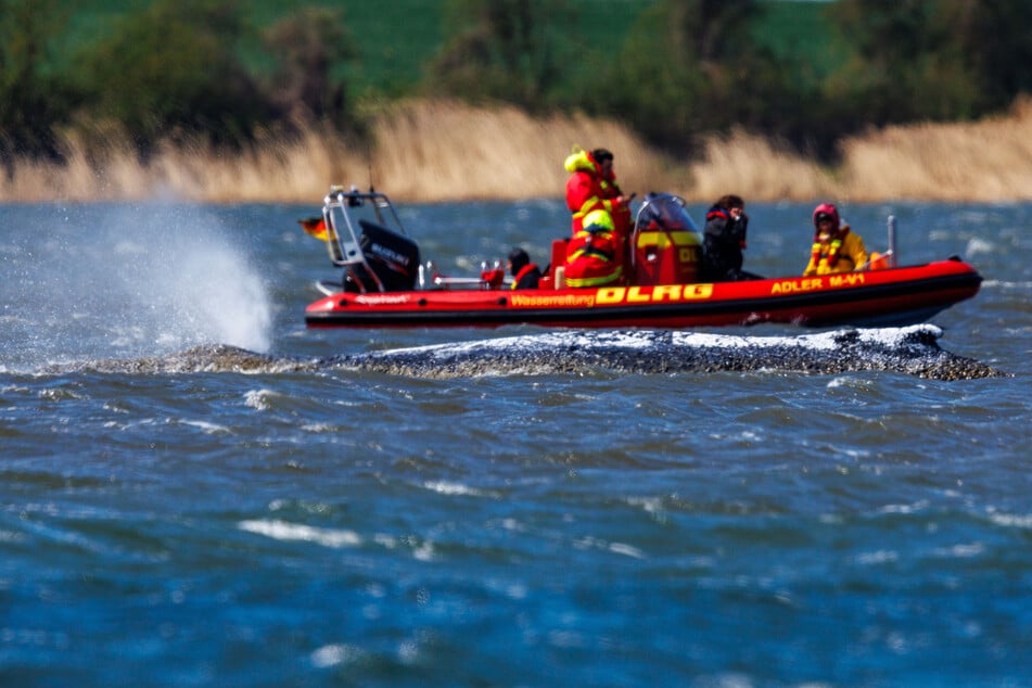 Buckelwal Timmy: Ärztin in Klinik geflogen, weitere Expertin verlässt Team freiwillig