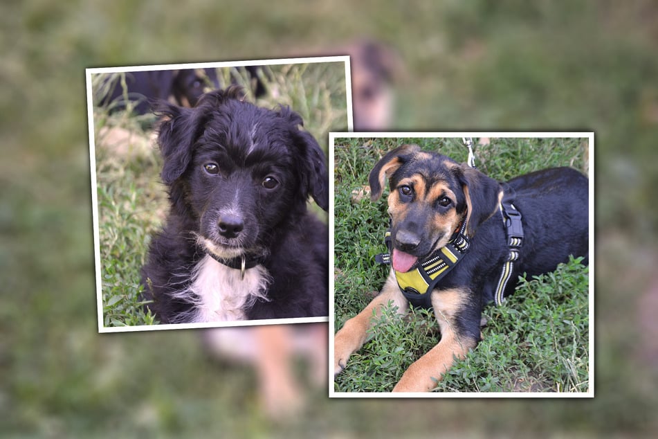 Pudel-Terrier-Cocker-Spaniel-Mix Karl und Schäferhund-Mischling Knut freuen sich auf ein neues Zuhause.
