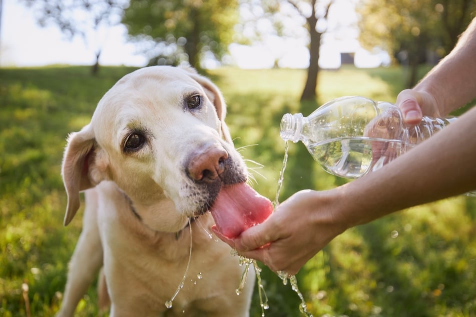 Viel Wasser ist sehr wichtig bei Spaziergängen mit dem Hund im Sommer.