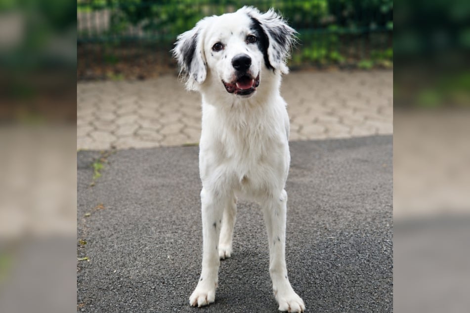 Setter-Mischling Anjo ist am 25. Mai 2025 geboren und damit gerade einmal ein Jahr alt.