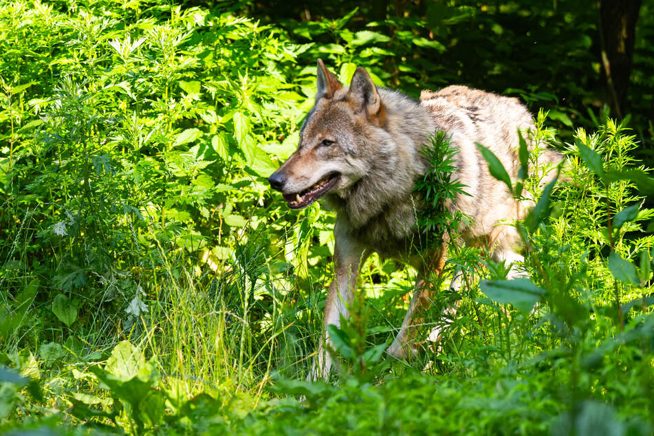 Der Wolf mit der Kennung GW3559 soll in dem Gebiet mehrfach Weidetiere gerissen haben. (Symbolfoto)
