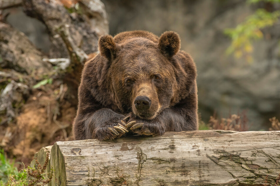 Three grizzly bears were recently euthanized after contracting the highly contagious bird flu virus, which caused their health to quickly deteriorate (stock image).
