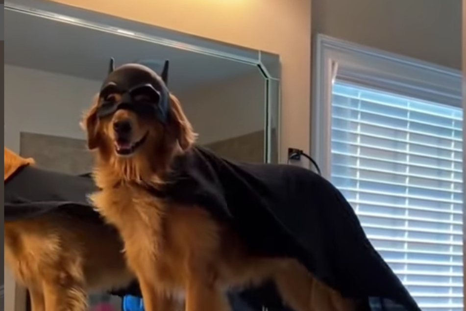 This dog named Teddy is ready to save you!