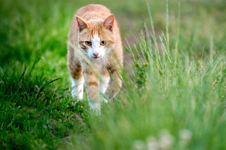 Eine Katze streicht durch das Gras.