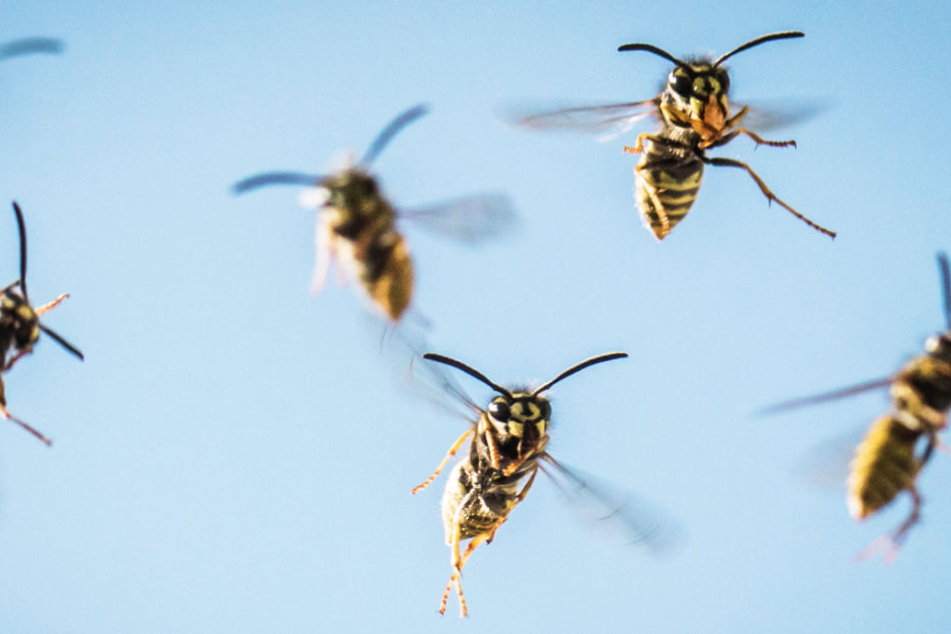 Viele Menschen haben das Gefühl, dass die stechenden Insekten in diesem Jahr besonders eifrig unterwegs sind.