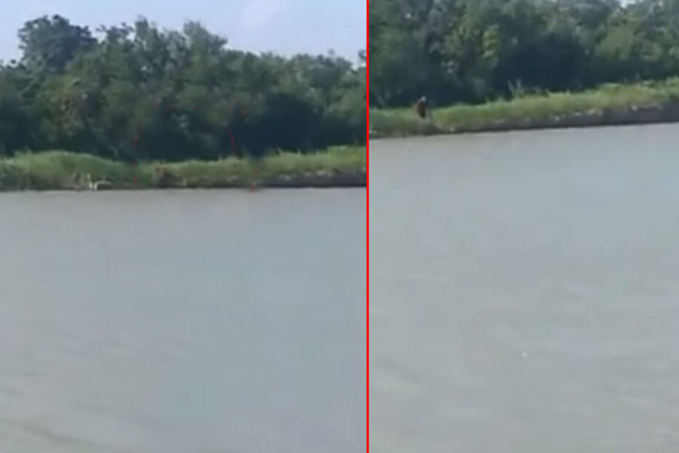 Am anderen Ufer entdeckte der Fischer ein merkwürdiges Wesen.