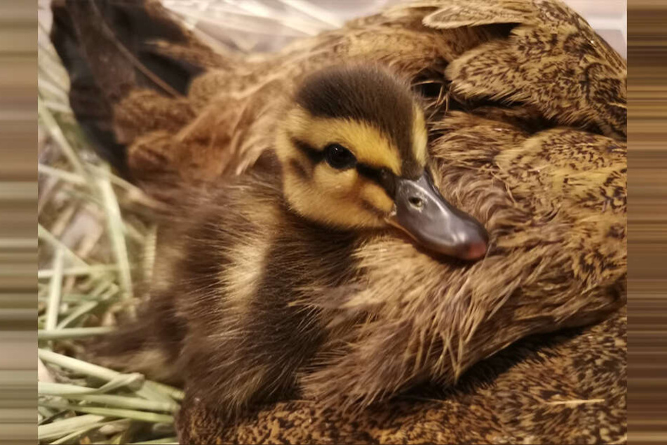 Die kleine Ente wohnt im Hühnerstall und wird dort von seiner Hennen "gepflegt".