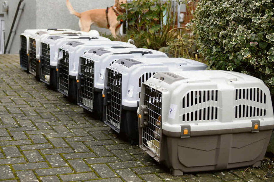Sieben Labor-Hunde kurz nach Abholung im Labor. Wenig später waren sie bei ihren neuen Familien.
