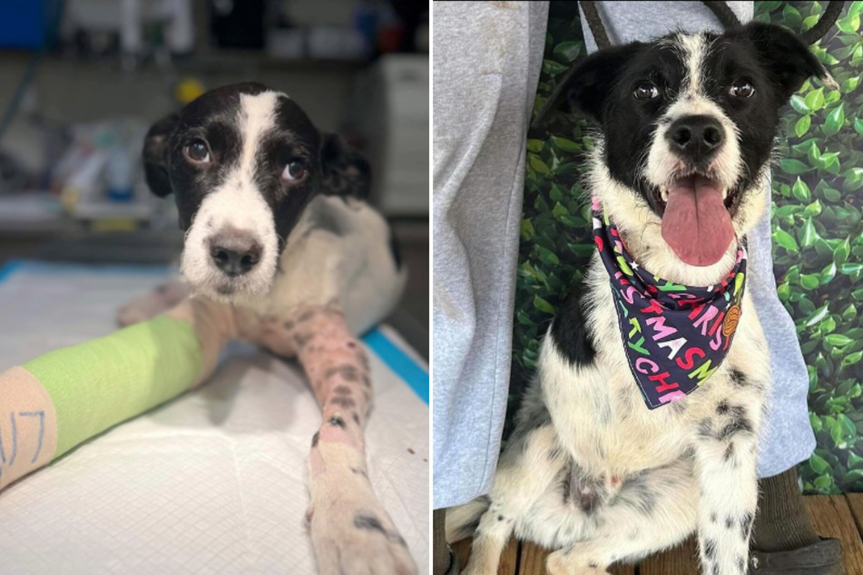 This puppy was left for dead on train tracks in Georgia, but he's defied the odds with his lust for life.