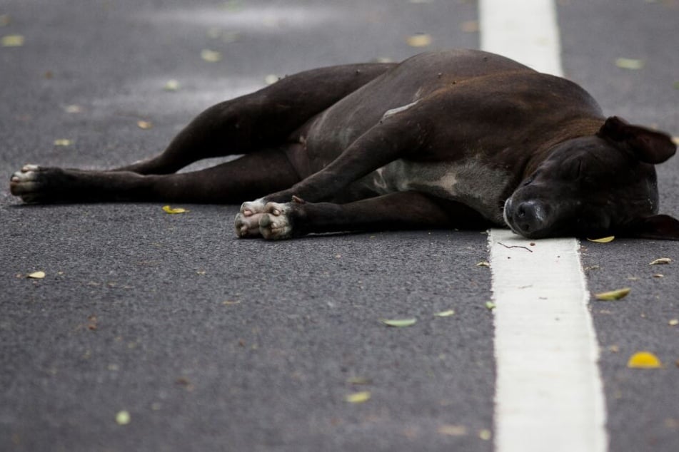 Der Hund blieb regungslos auf der Straße liegen. (Symbolbild)