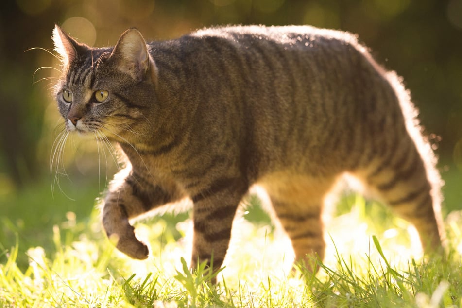 In Bayern ist eine Katze angeschossen worden. (Symbolbild)