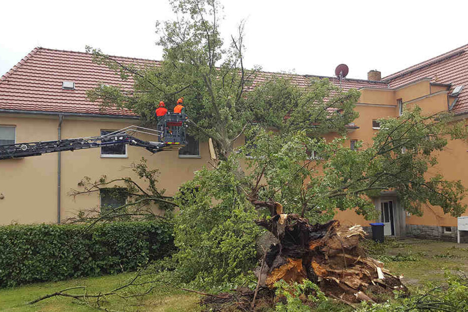 In der August-Bebel-Straße in Demitz-Thumitz kippte am Nachmittag gegen 17:15 Uhr eine Linde auf ein Wohnhaus. Dabei gingen Fenster kaputt und das Dach wurde stark beschädigt.