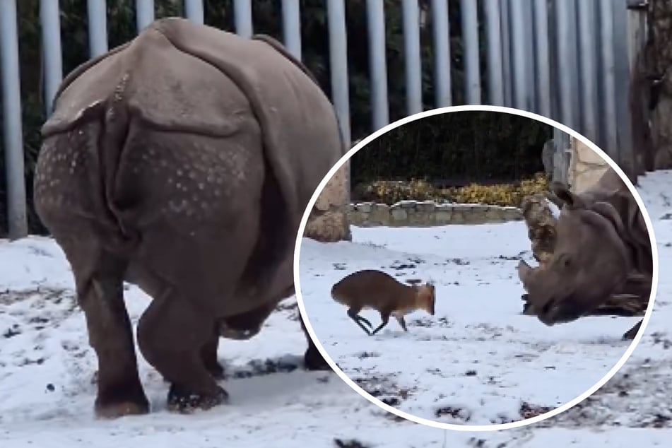 David gegen Goliath im Zoo: Irrer Winzling nimmt es mit tonnenschwerem Koloss auf