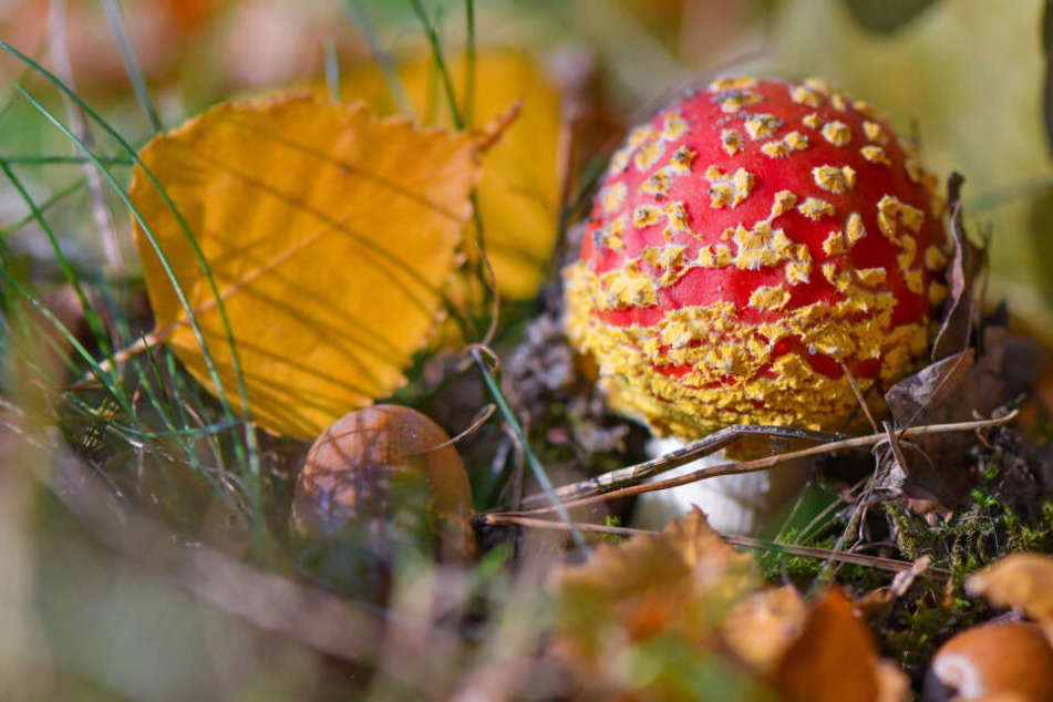 Ein giftiger Fliegenpilz (Amanita muscaria) wächst zwischen bunten Laubblättern in einem Wald.