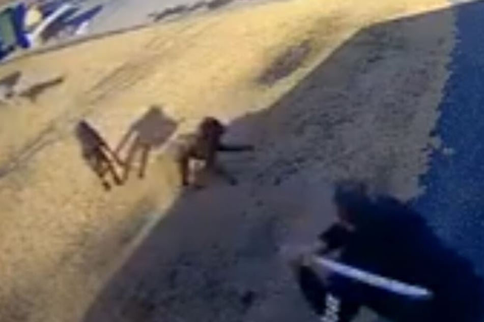 Zum Glück weiß sich der Mann gegen die wild gewordenen Tiere zu wehren.