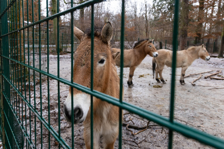 Die Tiere nicht aus dem gewohnten Rhythmus bringen: so auch bei den Przewalski-Pferden im Tierpark.