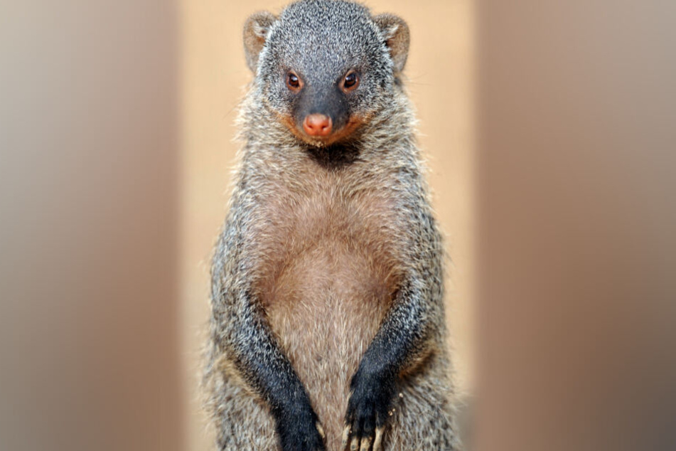 Eine Zebramanguste aus dem Dresdner Zoo. Ein ähnliches Tier biss Shaninlea in die Hand.