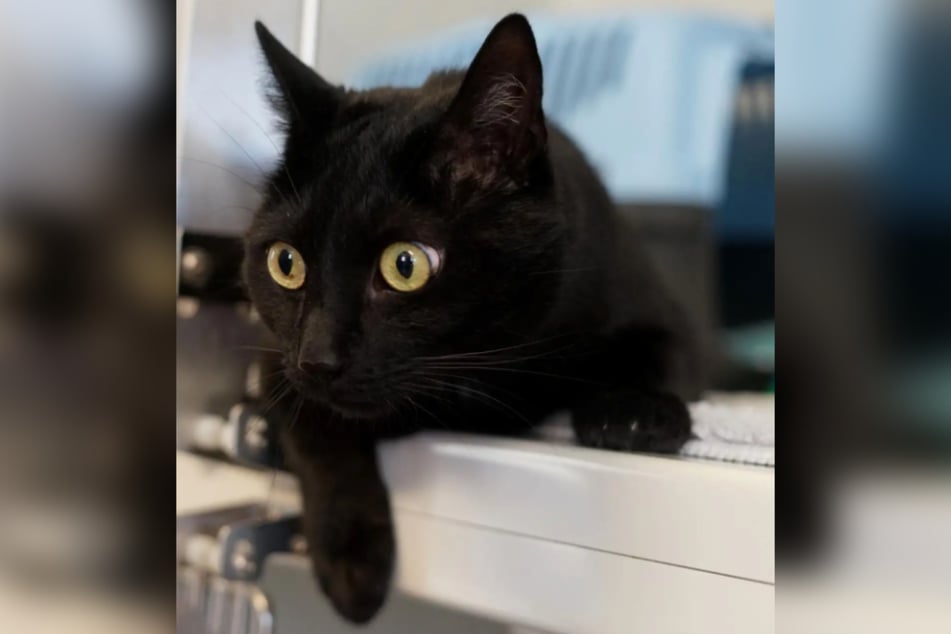 Der freundliche Kater sucht ein ruhiges Zuhause, ohne viel Trubel.