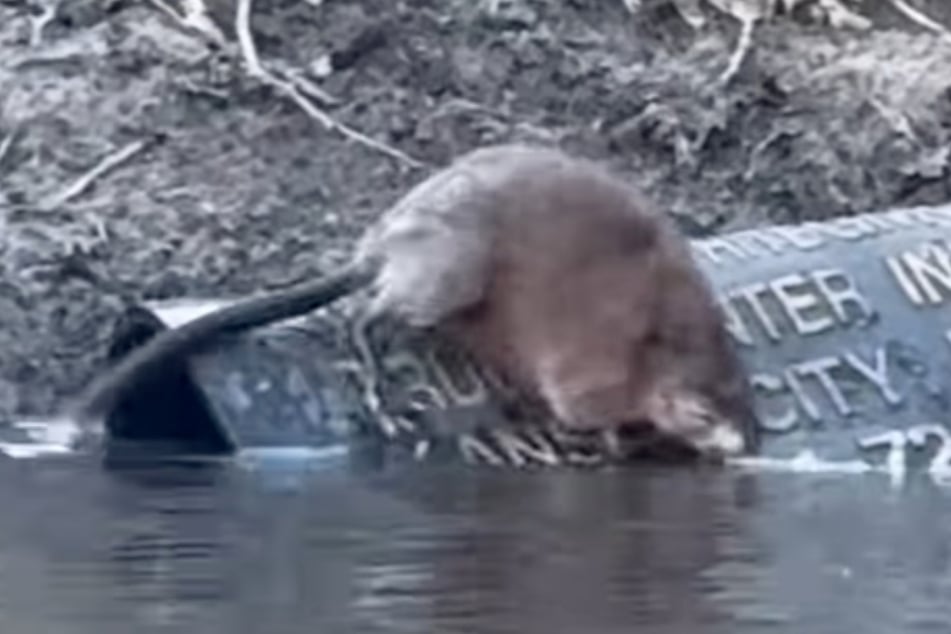 Der vermeintlich süße Biber entpuppte sich als wenig hübsche Schwimmratte.