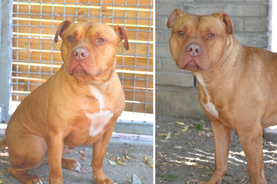 Hund Ted (4) aus dem Berliner Tierheim wartet seit mehr als zwei Jahren auf ein neues Zuhause.