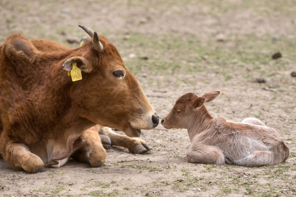 Das kleine Zebu-Kalb schmust mit seiner Mama.