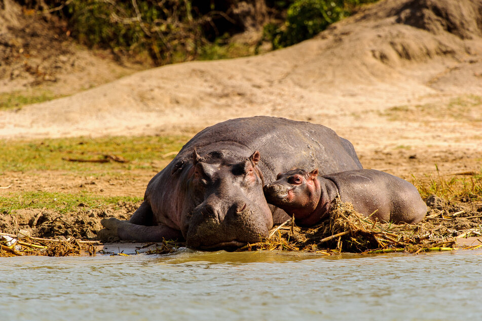 Eine Nilpferd-Mutter hat einen Zoowärter im indischen Bundesstaat Jharkhand schwer verletzt. Später verstarb er. (Symbolbild)