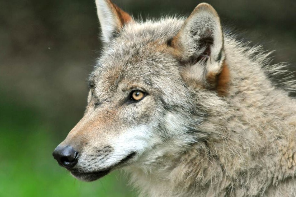 Der Wolf hatte schwere Verletzungen erlitten. (Symbolbild)