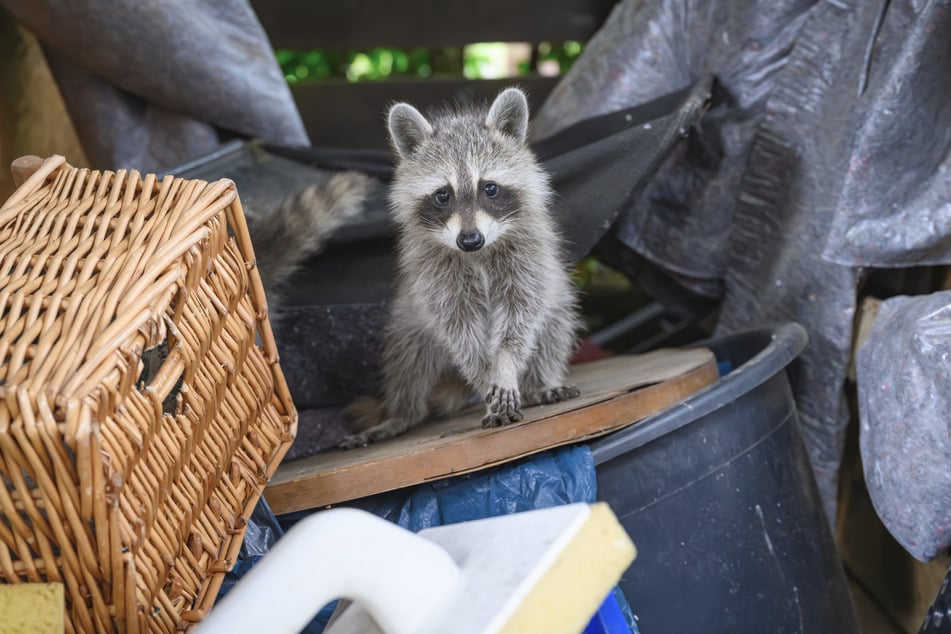 Niedlich, aber auch echt zerstörerisch unterwegs: der Waschbär.