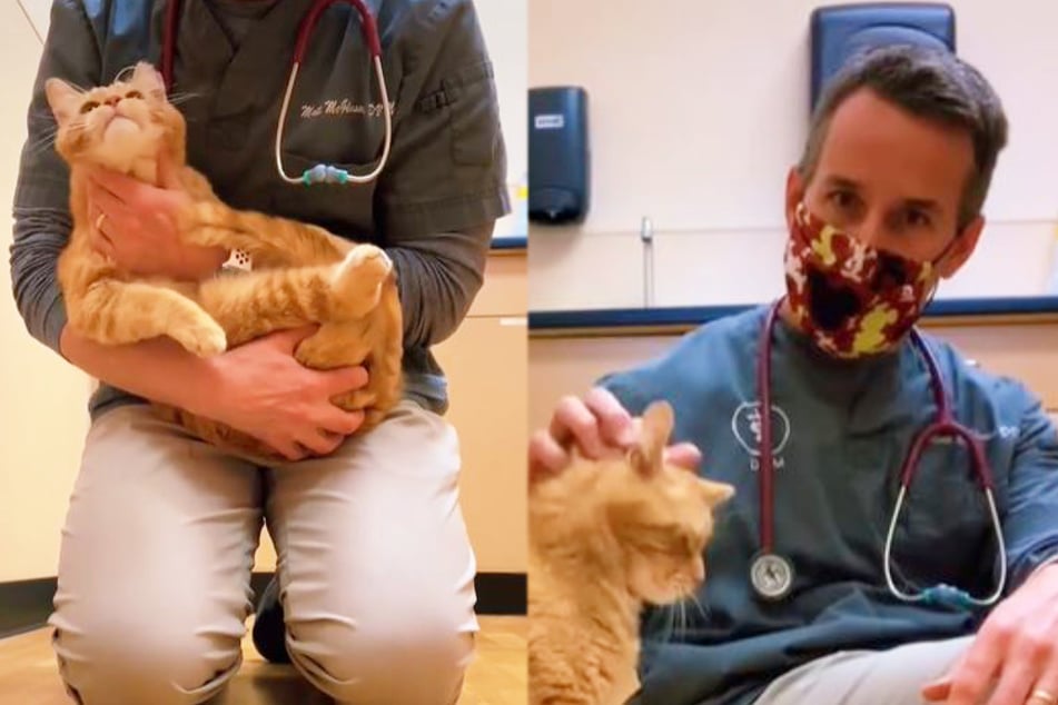 Vet gives injured cat a second chance at life and warms the heart of millions