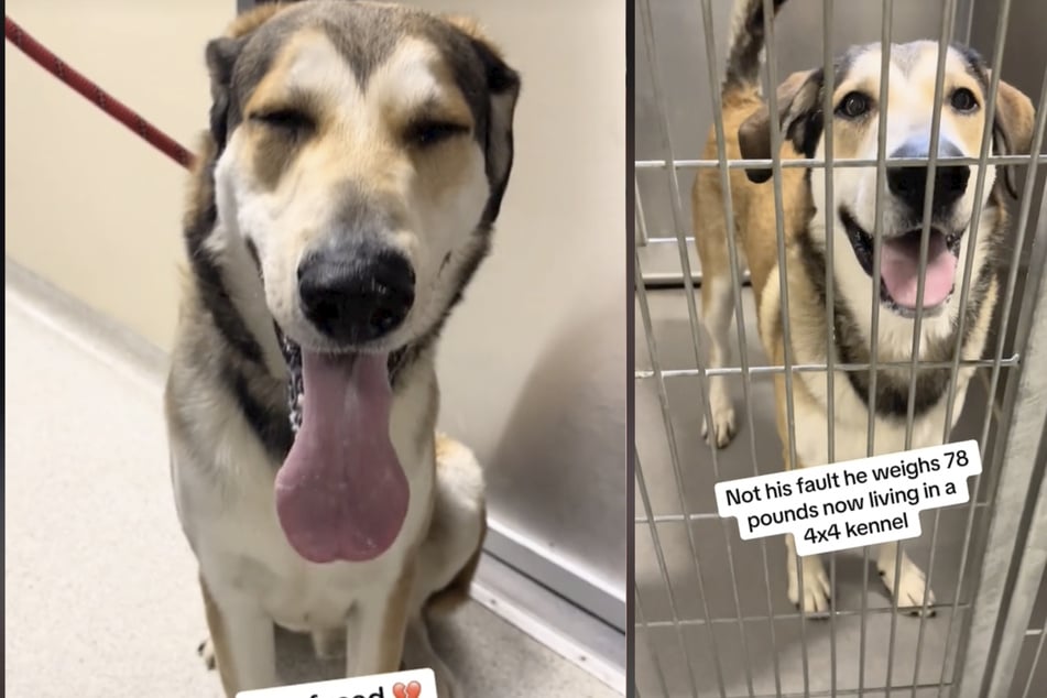 This poor dog was confused when he got returned to the shelter!