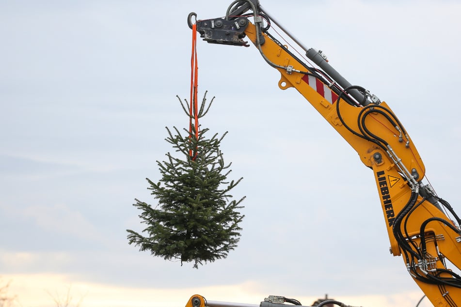 Eine Firma hat den großen Weihnachtsbaum vor dem Rathaus in Neu-Ulm versehentlich noch noch vor Heiligabend abgebaut. (Symbolbild)