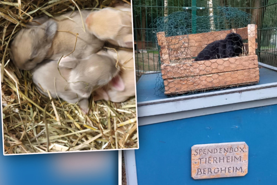 Die Babys lagen versteckt im Stroh: Kaninchen als "Spende" im Tierheim abgegeben