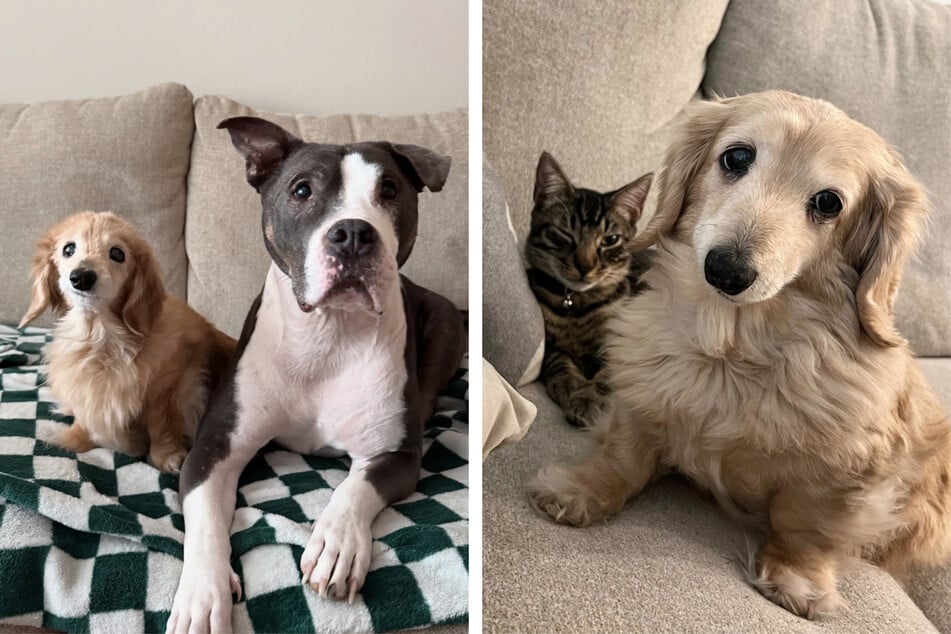 Mit dem Rüde Buddy und dem verschmusten Stubentiger Birdie verbringt die Berühmtheit am liebsten ihre Zeit.