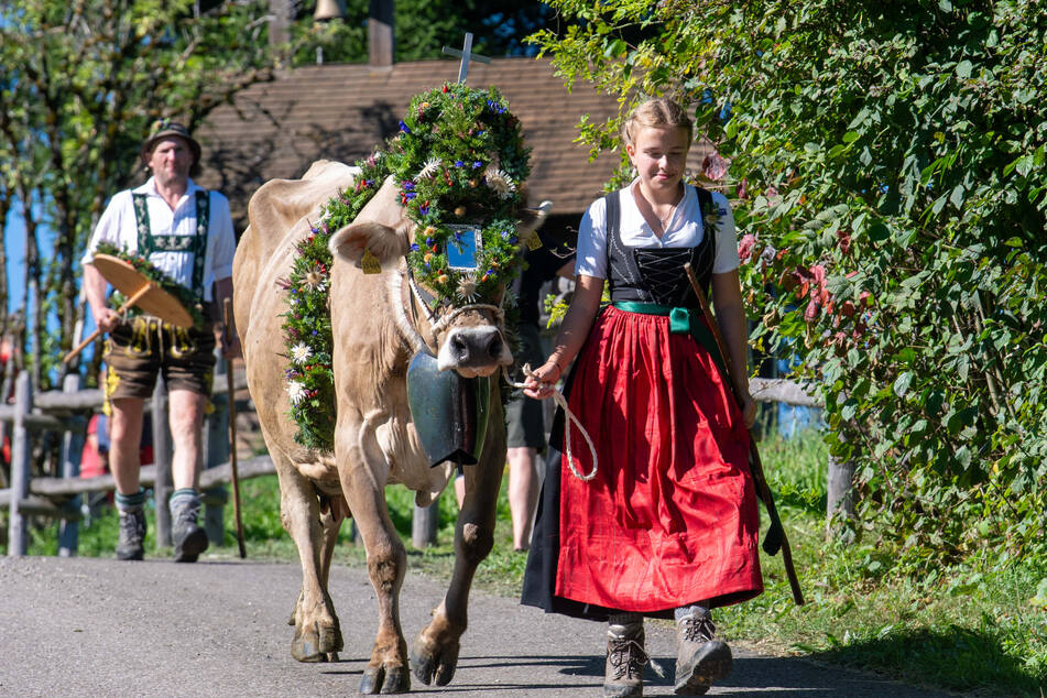 Sofia Schwarz führt das Kranzrind der Alpe Schwarz bei Kranzegg vom Grünten ins Tal nach Rettenberg.