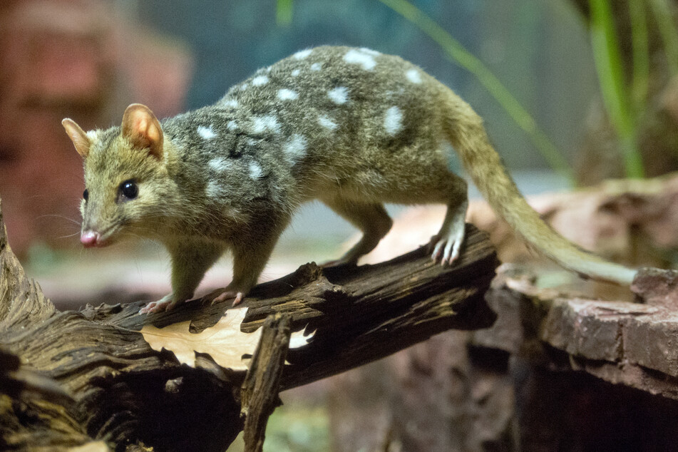 Tierisch niedlich: Quolls fallen besonders durch ihre Punkte auf.