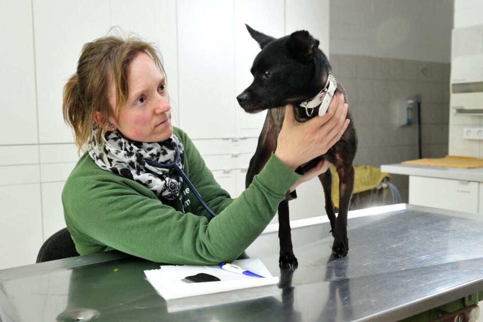 Stellvertretende Leiterin des Tierschutzvereins Chemnitz und Tierärztin Dr. Anne Schilling (Archivbild).