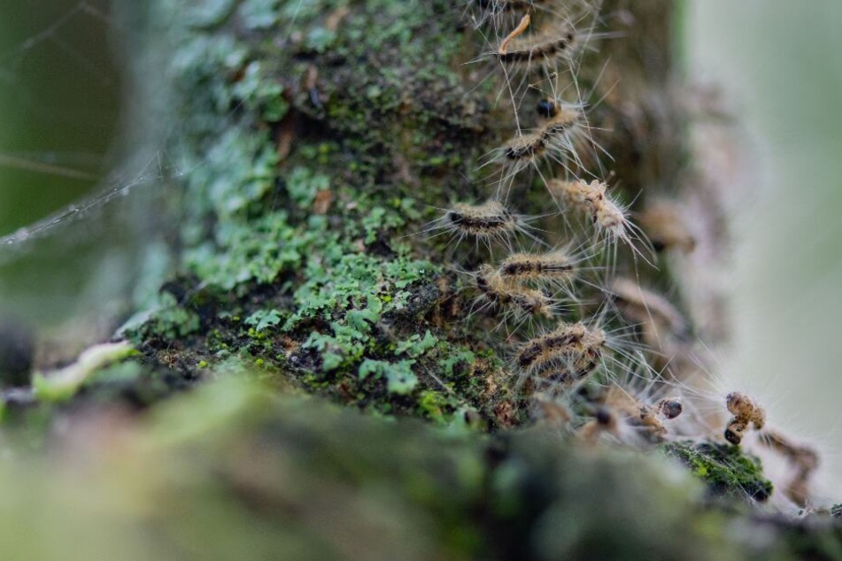 Die Brennhaare der Raupe sind sehr gefährlich.