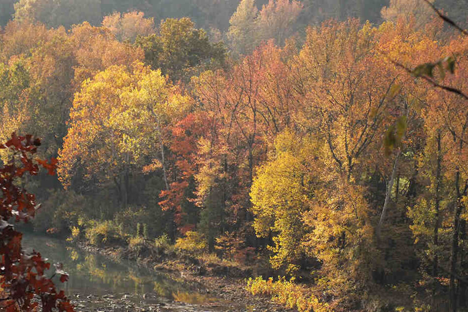 Der tödliche Rotwild-Angriff ereignete sich in einem Wald im US-Bundesstaat Arkansas. (Symbolbild)