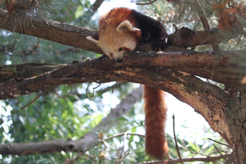 Einer von Leipzigs Roten Pandas an ihrem Wohlfühlort, hoch oben über dem Boden. Im Sommer sollen die Tiere auf den Ästen sogar ihre Beine runterhängen lassen, um sich richtig abzukühlen.